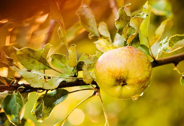 Yaz sezonundan sonra yağmur ıslak yeşil elma — Stok fotoğraf