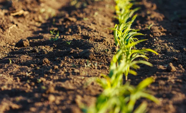 Corn field in brown soil at sunset — Stock Photo, Image