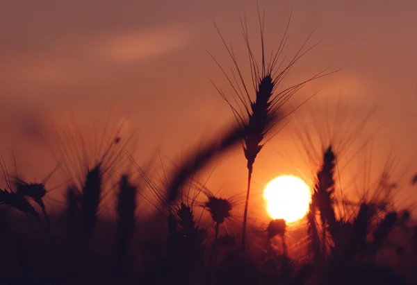 Campo de trigo com maravilhoso pôr do sol no fundo — Fotografia de Stock