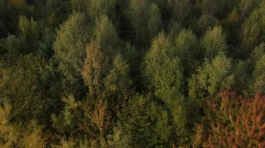 Göz kamaştırıcı rengarenk sonbahar manzarası karışık ormanı yok ediyor. Hayalperest ve ilham verici insansız hava aracı videosu. Dağlardaki manzara ya da doğa koruma alanı. Saf ve temiz huzurlu manzara.