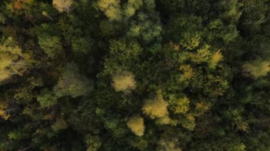 Doğa orman manzarası. Sonbahar tam gaz devam ediyor. Güzel sakin sonbahar parkının üzerinde uçan insansız hava aracı görüntüsü. Seyahat tutkusu maceraları ve çevreyi hesaba katın. Açık hava yaşam tarzı