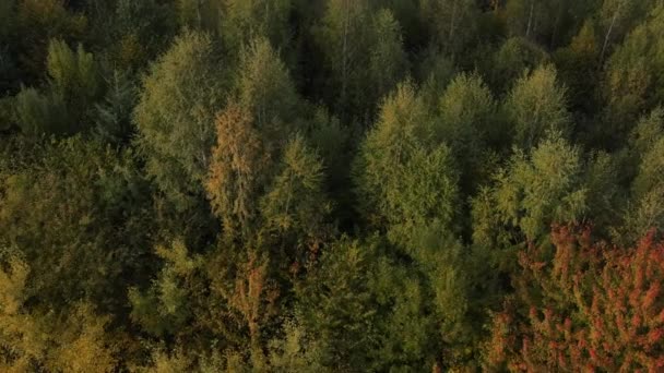 Letecký Pohled Ohromující Barevné Podzimní Smíšené Lesy Snící Inspirující Putovní — Stock video