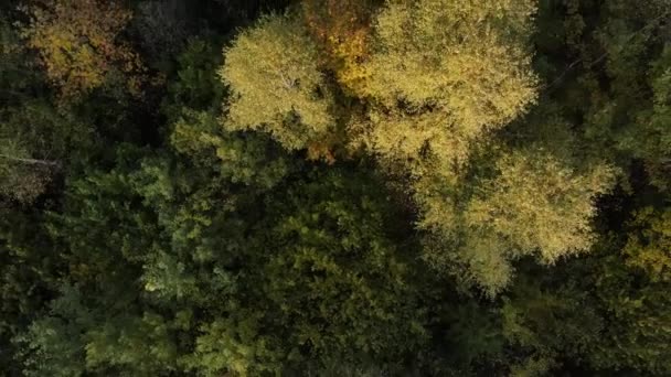 Colpo Aereo Epica Magica Foresta Incontaminata Autunno Colorato Nel Parco — Video Stock