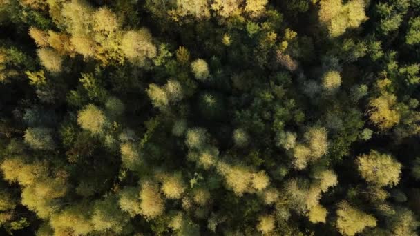 空中无人俯瞰美丽宁静的秋天密林 空中摄象机拍摄了远离城市的树木和树梢的清净景致 流浪欲望目的地概念 — 图库视频影像