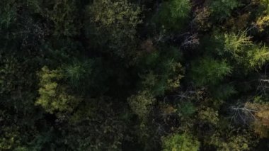 Kuadcopter 'ın muhteşem sonbahar renkli karışık ağaçlarının hareket halindeki görüntüsü. Saf manzaranın seyyar konsepti, hava kamerası ağaçların tepesini ve ağaçların tepesini çekti.