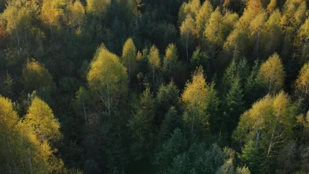 Drone Aéreo Tiro Majestosa Bela Floresta Outono Durante Pôr Sol — Vídeo de Stock