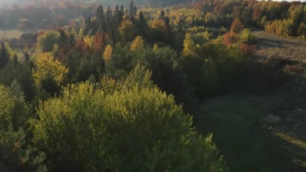 Von Oben Nach Unten Blick Auf Schönen Herbstwald Wald Luftaufnahme — Stockvideo