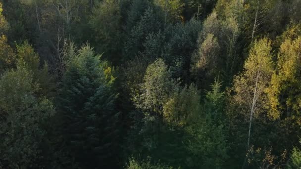 Повітряний Безпілотник Вид Приголомшливий Красивий Барвистий Осінній Ліс Мрійливе Надихаюче — стокове відео