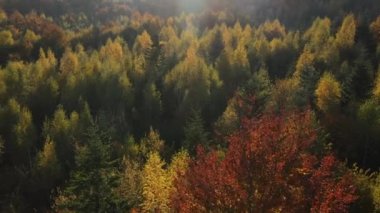 Güzel sonbahar ormanlarının hava manzarası. Günbatımı mercekte parlayan güneş ışığı. Saf manzaranın seyyar konsepti, hava kamerası ağaçların tepesini ve ağaçların tepesini çekti. Gezgin şehvet hedefi