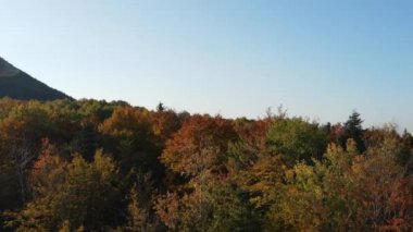 Mavi gökyüzündeki güzel ormanın ve sonbahar günü gün batımında veya gündoğumunda arka plandaki dağların havadan görünüşü. Kozalaklı ağaçların üzerinde uçan drone atışı. Seyahat konsepti temiz sahne sahnesi