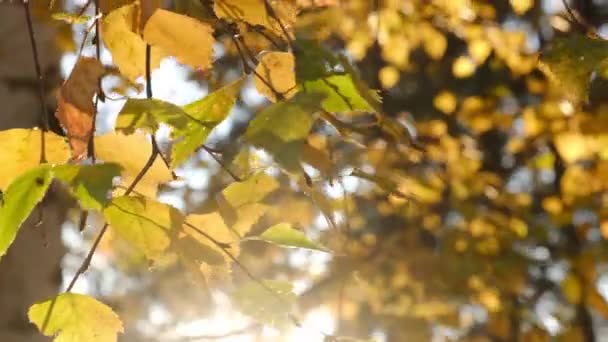 Вибірковий Фокус Красивого Осіннього Сонця Сяє Через Жовте Листя Берези — стокове відео