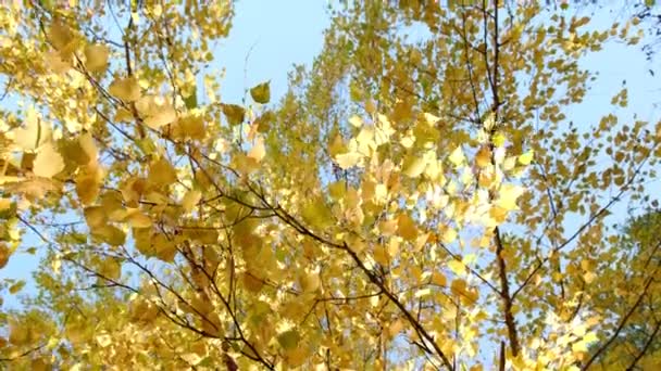 Autumn Forest Beauty Golden Tree Leaves Background Blue Sky Calm — Stock Video