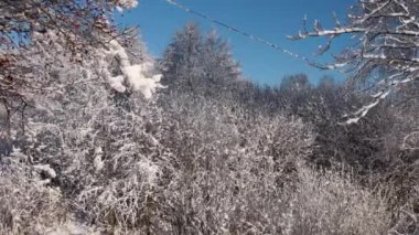 Güneşli bir günde, karlı dalları karla kaplı, kışın sakin ormanının insansız hava aracı görüntüleri. Güzel mavi gökyüzü. Temiz ve huzurlu bir manzara. Gezgin şehvet konsepti