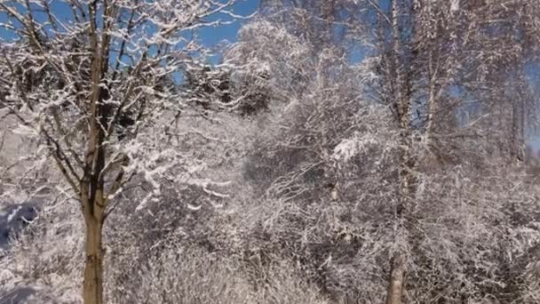 迷人而鼓舞人心的镜头是 在晴朗的冬日阳光明媚的天空中 无人驾驶飞机在雪地覆盖的森林中爬升 流浪欲望目的地概念 — 图库视频影像