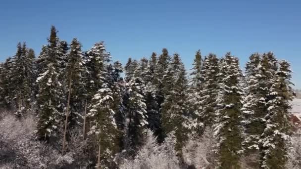 Απίστευτο Πλάνα Από Drone Που Πετούν Μεταξύ Μεγαλοπρεπή Έλατο Δέντρα — Αρχείο Βίντεο