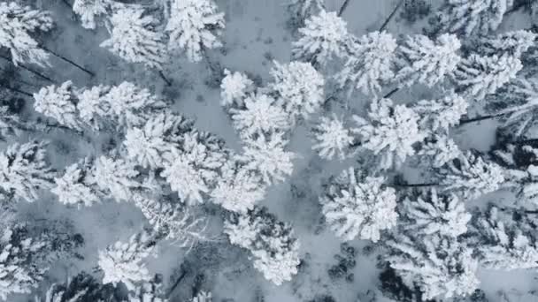 令人难以置信的镜头来自无人驾驶飞机在壮观的云杉树间飞行 这些云杉被积雪覆盖在令人惊奇的冬季寒冷天气中 在混交林度假的美丽概念 冒险自由生活方式 — 图库视频影像