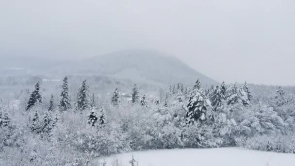 大きな雪の中で冬の日に常緑の森 フィールド 山や田舎のドローン撮影や映像 美しい自然の驚異 観光のための静かな場所 旅行先 — ストック動画