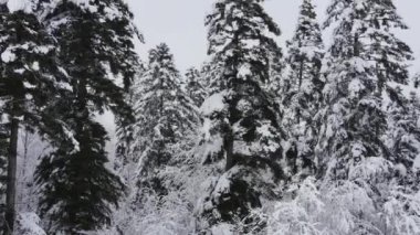 Dramatik insansız hava aracı görüntüleri kar fırtınası sırasında donmuş köknar ve çam ağaçları. Kış konsepti Kış zamanı, manzaranın tadını çıkarıyorum. Etrafta insan yok, vahşi doğa.
