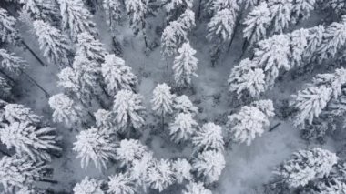 Güzel kış ormanlarının hava aracı manzarası. Saf manzaranın seyyar konsepti, hava kamerası ağaçların tepesini ve ağaçların tepesini çekti. Gezgin şehvet konsepti