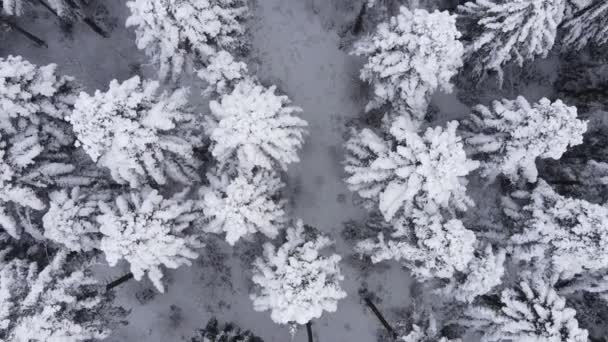 Воздушный Беспилотник Видом Прекрасный Заснеженный Лес Зимний День Мечтательная Вдохновляющая — стоковое видео