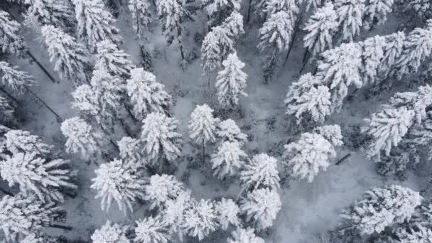 从空中俯瞰美丽的冬季森林 空中摄象机拍摄了远离城市的树木和树梢的清净景致 流浪欲望目的地概念 — 图库视频影像