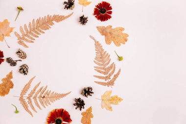 Sonbahar kompozisyonu. Kurumuş akçaağaç yapraklarından, kırmızı çiçeklerden, eğreltiotlarından, pembe stüdyo arka plan duvarındaki çam kozalaklarından yapılmış çelenkler reklam için. Sonbahar, sonbahar, Şükran Günü konsepti. Düz yatış, üst görünüm