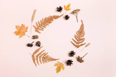 Sonbahar, şükran günü ve kış konsepti. Kurumuş akçaağaç yaprakları, eğreltiotu ve çam kozalakları stüdyoda pembe arka plan duvarında reklam için fotokopi alanı ile birlikte. Düz yatış, üst görünüm