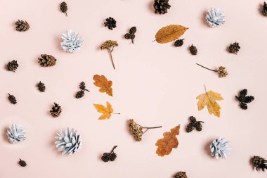 Sonbahar, şükran günü ve kış konsepti. Kurumuş çeşitli yapraklardan yapılmış desen, pembe stüdyo arka plan duvarında reklam için fotokopi alanı olan küçük beyaz çam kozalakları. Düz yatış, üst görünüm