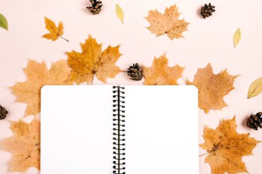 Düz kompozisyon, kuru akçaağaç yaprakları, defter ve çam kozalakları stüdyodaki pembe renkli arka plan duvarında. Yaratıcı sonbahar, şükran günü, sonbahar, cadılar bayramı konsepti. Üst görünüm, alanı kopyala