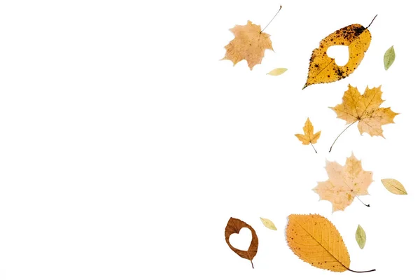Verschiedene Kleine Trockene Blätter Auf Weißem Hintergrund Atelier Mit Kopierraum — Stockfoto