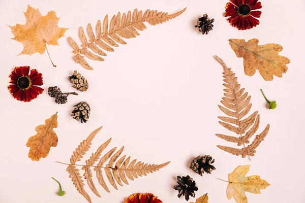Düz kompozisyon, kuru akçaağaç yaprakları, eğreltiotu, kırmızı çiçekler ve reklam için pembe renkli arka planda çam kozalakları. Yaratıcı sonbahar, şükran günü, sonbahar, cadılar bayramı konsepti. Üst görünüm, alanı kopyala