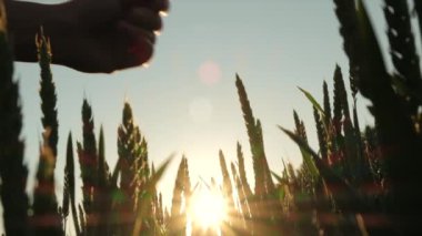 Gün batımında taze buğday kulaklarına dokunan kadın elini kapat, parlayan ışık. Tanınmayan genç bir kadın güzel gündoğumunda tarlada buğday tarlasına bakıyor. Doğal tarım kavramı. Yavaş çekim