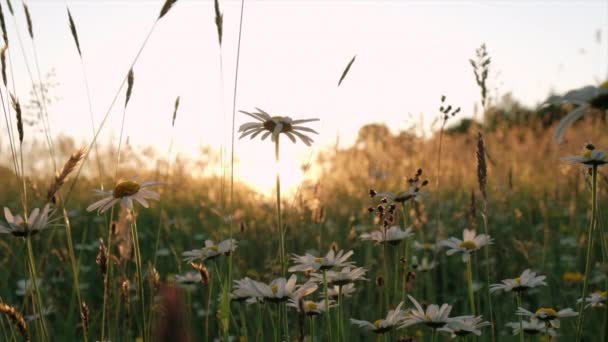 Zbliżenie Żeńskiej Dłoni Dotykającej Białego Kwiatu Rumianku Tle Nieba Niesamowitego — Wideo stockowe