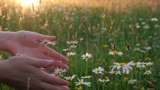 Κοντινό Πλάνο Από Απαλά Θηλυκά Χέρια Αγγίζοντας Όμορφα Λουλούδια Μαργαρίτα — Αρχείο Βίντεο