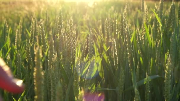Close Female Farmer Walks Wheat Field Sunset Touching Green Ears — Stock Video