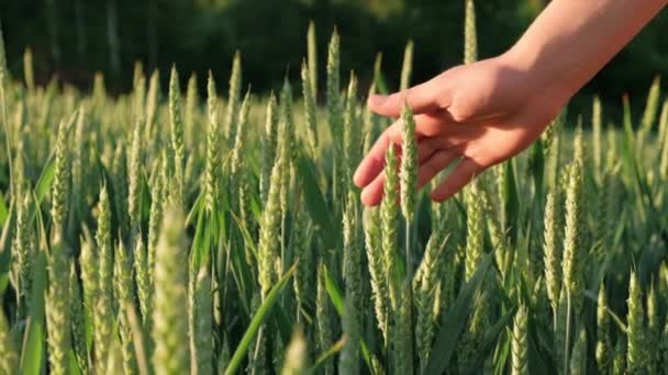 Bäuerin Streift Auf Dem Feld Grüne Blätter Von Jungem Weizen — Stockvideo