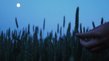 Woman worker touches crop and checks sprouts in darkness, protect ecology of cultivated. Concept natural farming. Close up of female farmer hand touches green leaves of young wheat in field at night