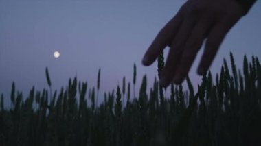 Close up of woman farmer hand touches green leaves of young wheat in field at night. Female worker touches crop and checks sprouts in darkness, protect ecology of cultivated. Concept natural farming
