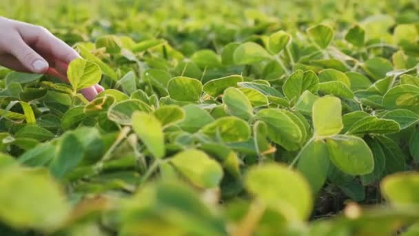 Close Woman Farmer Hand Touching Green Young Plant Earth Beautiful — Stock Video