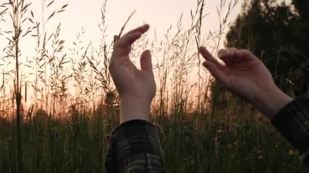 Gros Plan Des Mains Féminines Touche Tendrement Grande Herbe Verte — Video