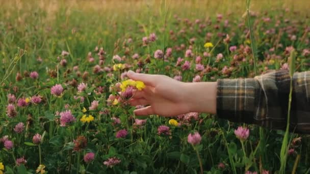 Zbliżenie Żeńskiej Dłoni Czule Dotyka Pięknych Dzikich Kwiatów Podczas Spokojnego — Wideo stockowe