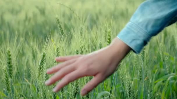 Großaufnahme Der Weiblichen Hand Berührt Grüne Blätter Des Jungen Weizens — Stockvideo