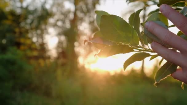Close Female Hand Gently Touches Fresh Green Leaves Summer Forest — Vídeo de stock