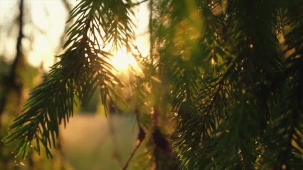Close Beautiful Calm Sunshine Green Pine Branch Soft Golden Sunset — 비디오