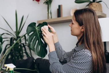 Close up of caring beautiful young brunette woman 20s old years cleaning green monstera leaves with wet tissue in cozy living room at home. People, gardening, housewife and housework chores concept