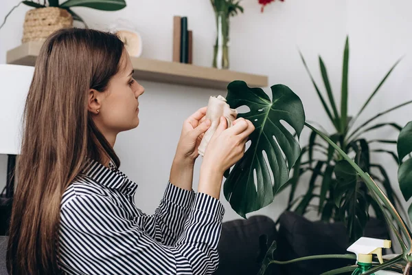 Side view of caring caucasian female gardeners watering and cleaning leaves monstera. Home garden concept. Interior with lots of plants. Collection of various tropical green plants in different pots