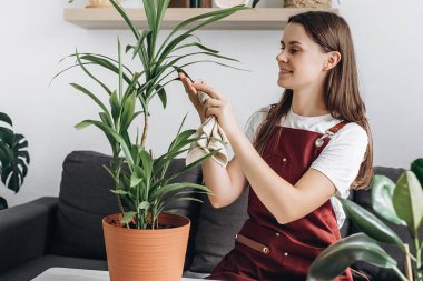 Happy young caucasian woman sit on cozy couch cleaning green leaves for plants at home. Smiling brunette female care plants in living room. Concept of gardening, housewife and housework chores