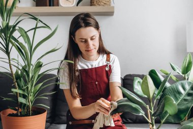 Pretty young brunette woman sitting on comfortable couch cleaning green houseplant leaves from dust in living room at home, taking care of plants in flower pot. Concept of plant care, home gardening