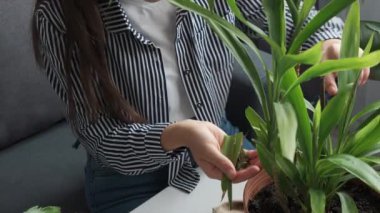 Close up of caring young caucasian woman sitting on couch near white table with potted green plant pot flowerpot pruning shears and trimming plants. Hardening, housewife and care concept