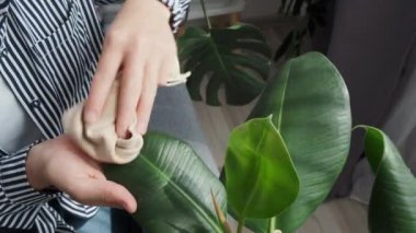 Top view close up of female hands wiping dust from big green leaves of plant. Unrecognizable caring young woman cleans indoor plants, takes care leaf. Gardening, housewife and housework chores concept